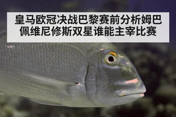 皇马欧冠决战巴黎赛前分析姆巴佩维尼修斯双星谁能主宰比赛